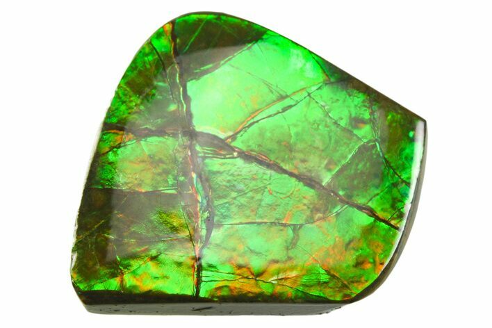 Iridescent Ammolite (Fossil Ammonite Shell) - Alberta #357503